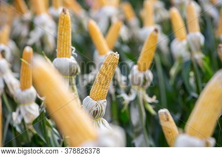 Beautiful Corn Plants In Rows And Rubber Bands