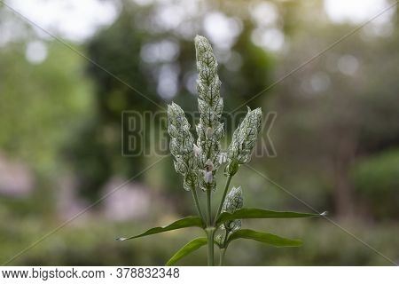 White Shrimp Plant Or Justicia Betonica Is Herb Of Thailand Used To Heal A Wound And Help Quench The