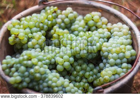 Bucket With A New Crop Of Ripe White Grapes. The Grapes Are Ready For Wine Production. White Ripe Gr