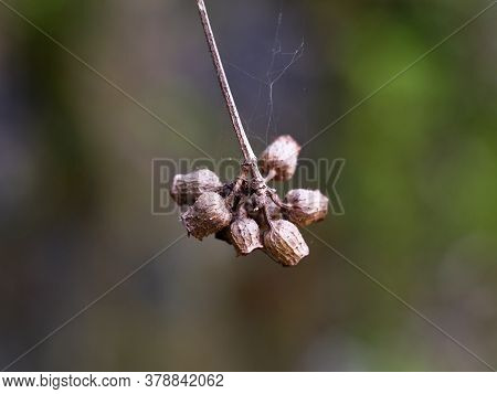 Dried Seeds Of A Tropical Garden Plant Which Is Like Tiny Bottle Or Cup