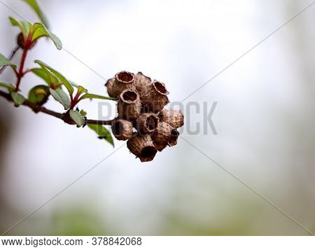 Dried Seeds Of A Tropical Garden Plant Which Is Like Tiny Bottle Or Cup