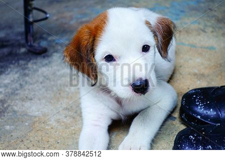 Cute  Puppy,  Jack Russell Terrier Puppy