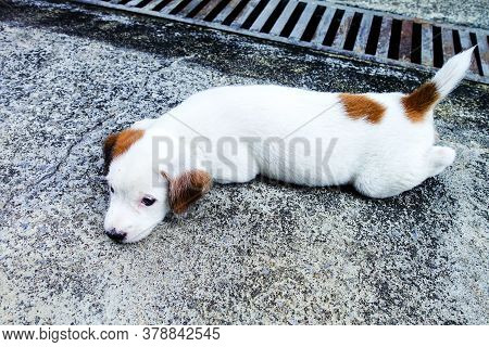 Cute  Puppy,  Jack Russell Terrier Puppy
