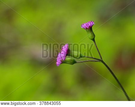 Flower Of Emilia Sonchifolia, Also Known As Lilac Tasselflower Or Cupid's Shaving Brush.