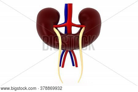 Kidney Human Organ Isolated On White Background, 3d Rendering