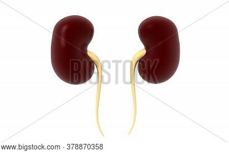 Kidney Human Organ Isolated On White Background, 3d Rendering