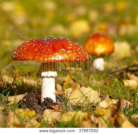 Toadstools isolato nell'erba, in autunno