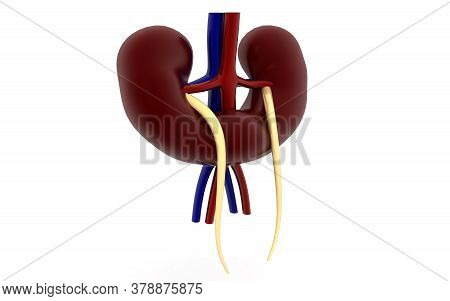 Kidney Human Organ Isolated On White Background, 3d Rendering