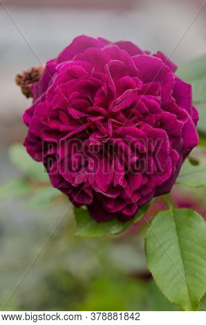 Munstead Wood Roses Image & Photo (Free Trial) | Bigstock
