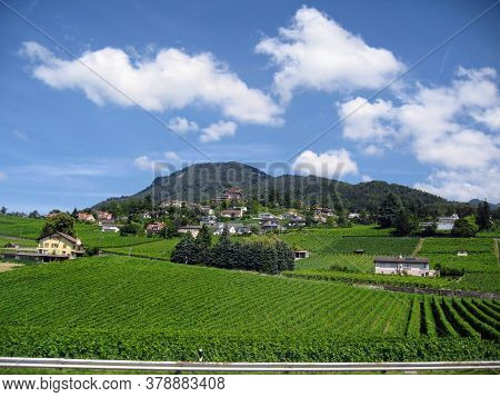 Bright Green Vineyards Spread Out Against A Backdrop Of Dark Mountains And Blue Skies. Foreground