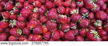 Fresh Organic Red Ripe Strawberry Fruit Background Closeup. Fresh Organic Berries Macro. Fruit Backg