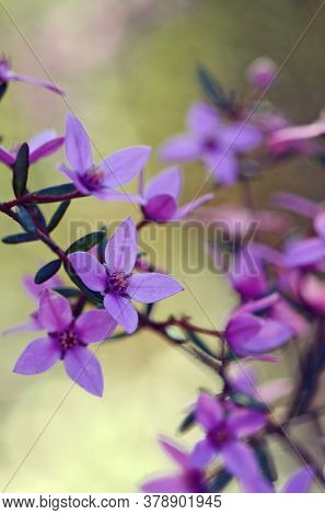 Pink Flowers Of Australian Native Boronia Ledifolia, Growing In Heath On The Little Marley