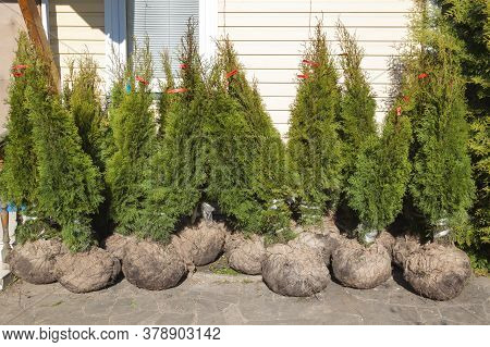 Natural Green Coniferous Thuja In Bags With Soil For Outdoor Planting
