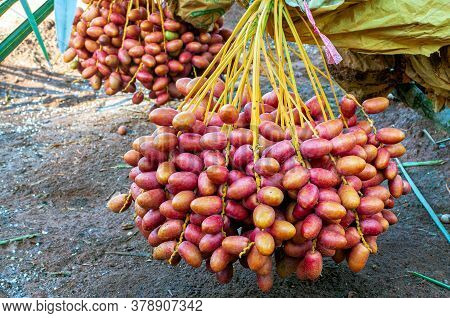 Bunch Of Fresh Red Date Fruit Hanging On Date Fruit Palm Tree.