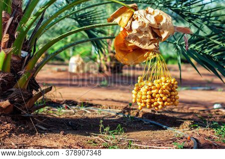 Bunch Of Fresh Yellow Date Fruit Hanging On Date Fruit Palm Tree In The Garden.