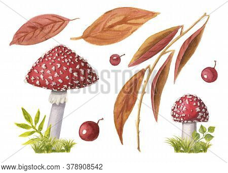 Set Of Two Watercolor Redcap Fly Agarics On Green Grass And Autumn Leaves And Berries. Collection Of