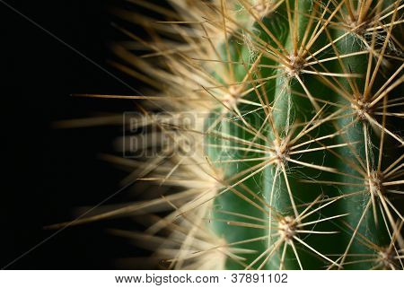 Cactus sobre un fondo oscuro