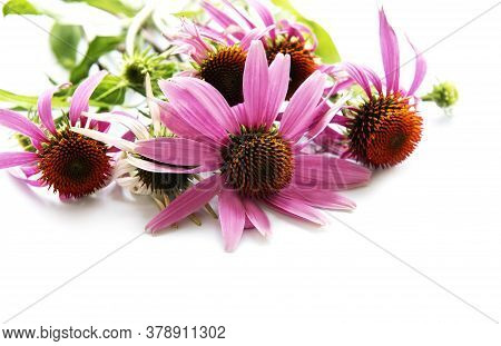 Echinacea Flower Isolated On A White Background