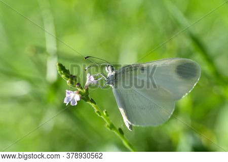 Beautiful White Butterfly On Flower. The Wood White Butterfly, Leptidea Sinapis