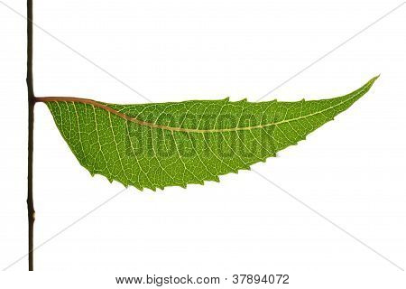 Neem listy azadirachta Indica
