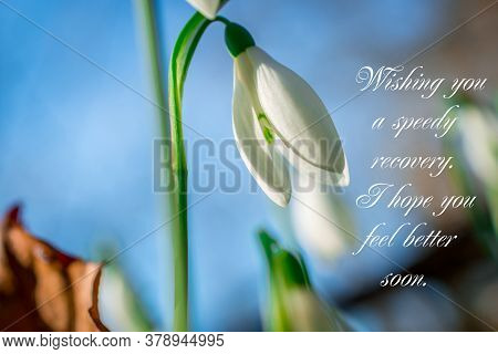 Beautiful White Flowers On Background With Text