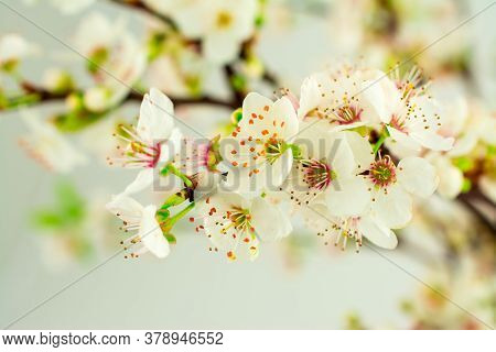 Beautiful White Spring Flower On Branch In Park