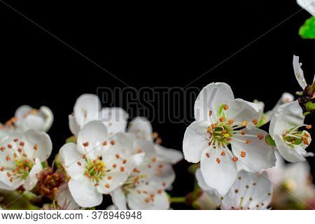 Photo Of Beautiful Flowers On Black Background