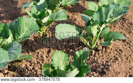 Young Sprouts Of Cabbage. Cabbage Seedlings In The Garden, Top View. Greenhouse Plants, Seedlings In