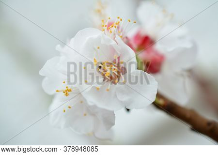 Beautiful Summer Flowers In  Traditional English Garden