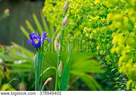 Beautiful Summer Flowers In  Traditional English Garden