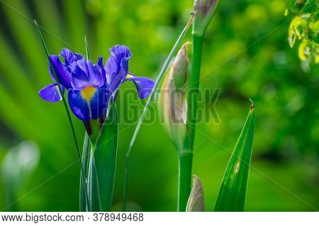 Beautiful Spring Flowers On Natural Background In Garden