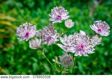 Beautiful Summer Flowers In  Traditional English Garden