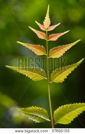 Neem listy azadirachta Indica