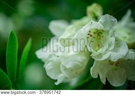 Beautiful  Bright Natural Background With Flowers In Garden