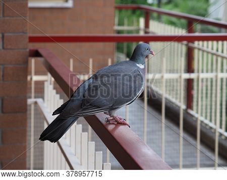 Wood Pigeon Bird Animal