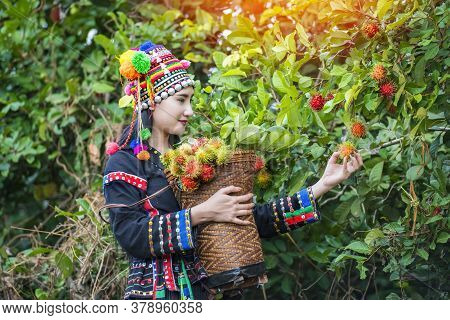 Hilltribe Farmers Harvest Products From Rambutan.