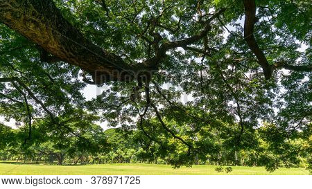 The Greenery Leaves Branches Of Big Rain Tree Sprawling Cover On Green Grass Lawn Under Sunshine Mor