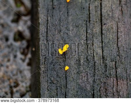 A Tiny Yellow Color Parasitic Plant On A Decaying Plank