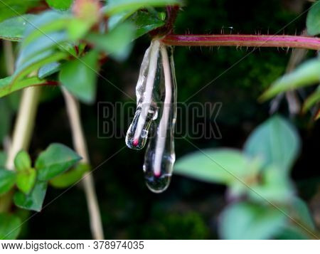 Sticky Jelly- Like Mucilage Formed On The Roots Of Indian Rhododendron Plant