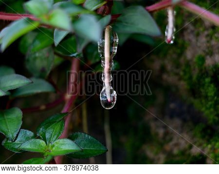 Sticky Jelly- Like Mucilage Formed On The Roots Of Indian Rhododendron Plant