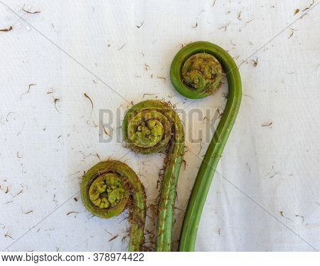 Non-farmed Vegetable - Creative Studio Shot Of Fiddlehead Fern Wild Vegetables In Hilly Area With Se