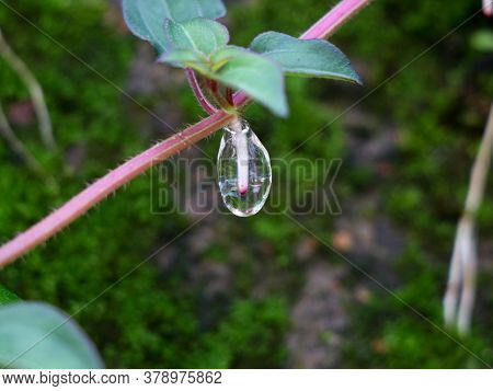 Sticky Jelly- Like Mucilage Formed On The Roots Of Indian Rhododendron Plant