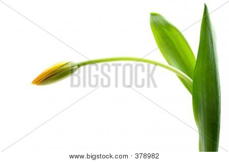 Žlutý Tulipán
