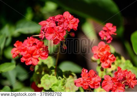 Red Pelargonium Flowers, Commonly Known As Geraniums, Pelargoniums Or Storksbills, And Fresh Green L