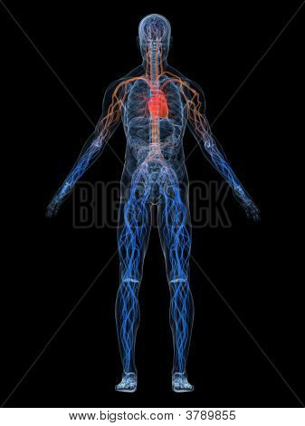 ระบบหลอดเลือด