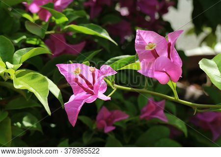 Vibrant Pink Bougainvillea Glabra Or Paperflower In The Sunlight With Selective Focus