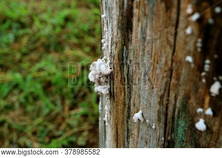 Closeup White Schizophyllum Commune Fungus Or Split-gill Mushrooms Growing On The Tree Trunk