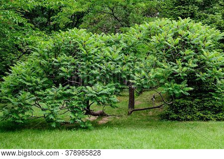 Large Green Leaves Of Rhus Shrub, Commonly Known As Sumac, Sumach Or Sumaq, In A A Garden In A Sunny