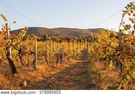 Autumn Sunset In The Vineyards. View Of Rows Of Yellow And Red Vines. Beautiful Mountains In The Bac