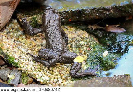 Portrait Of A Close-up Of A Common Toad Bufo Bufo